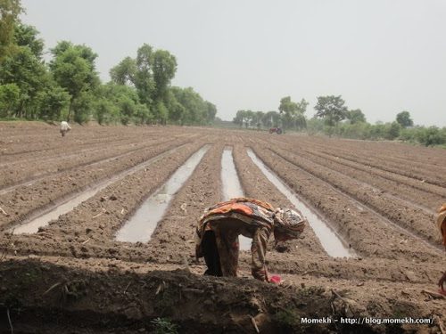 ways of earning money with agriculture in Pakistan